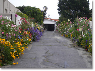 Driveway planted with sustainable perennials and annuals for color year round
