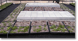 Sustainable roof garden to insulate roof with drip irrigation and helps keep building warm or cold depending on the weather