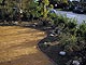 Drought tolerant planting with drip irrigation,plantings and decoposed granite replacing the lawn.