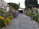 Driveway planted with sustainable perennials and annuals for color year round.